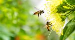 How to Attract Bees in Your Garden