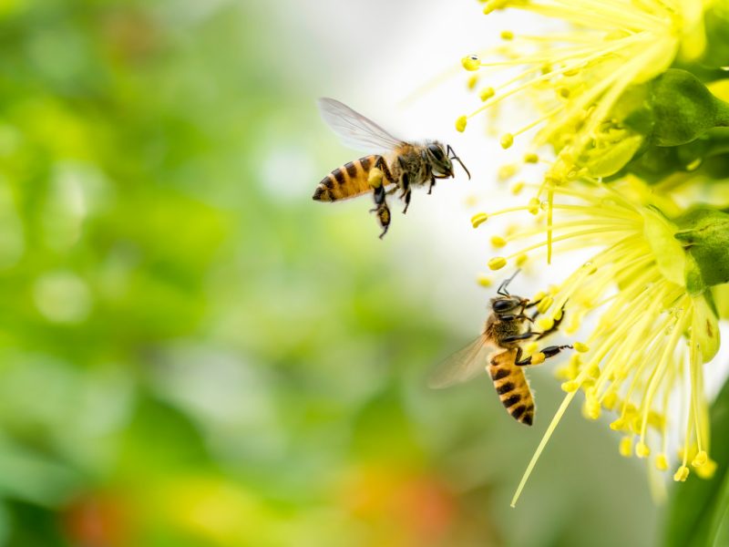 How to Attract Bees in Your Garden