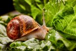 Protect Your Plants and Garden Produce from Slugs and Snails