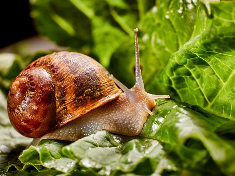 Protect Your Plants and Garden Produce from Slugs and Snails