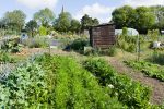The Benefits of Keeping an Allotment