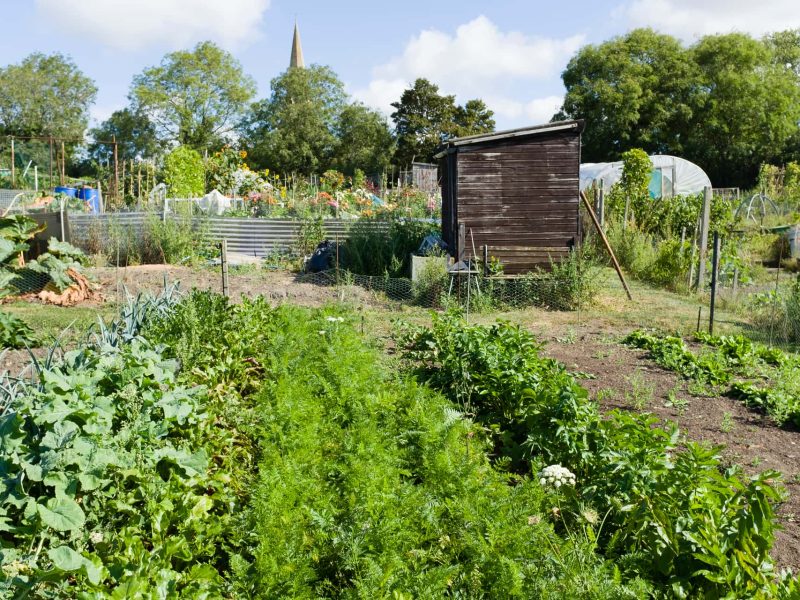 The Benefits of Keeping an Allotment